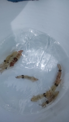 マルイカの釣果