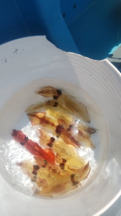 マルイカの釣果