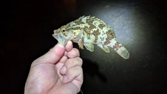 タケノコメバルの釣果