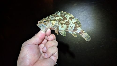 タケノコメバルの釣果