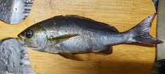 イサキの釣果