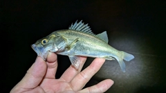 セイゴ（マルスズキ）の釣果