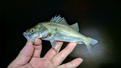 セイゴ（マルスズキ）の釣果