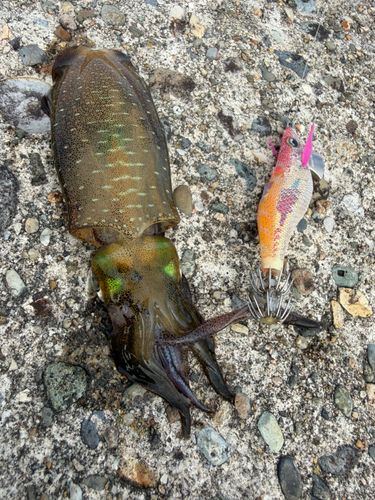 アオリイカの釣果