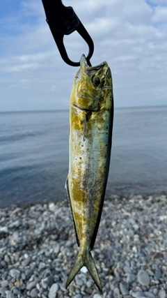 シイラの釣果