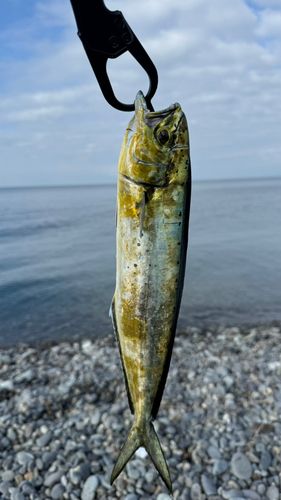 シイラの釣果