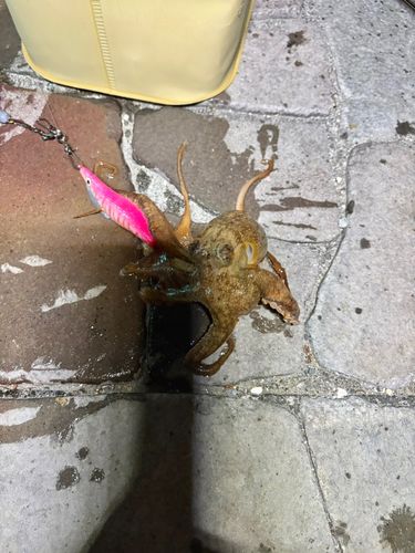 タコの釣果