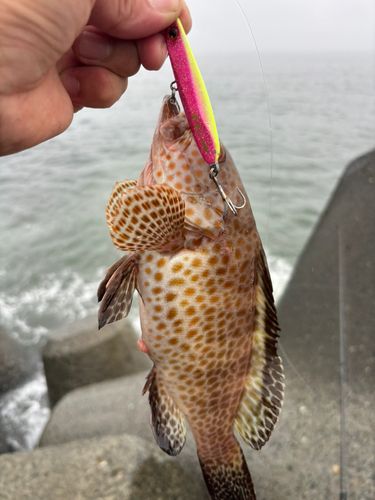 オオモンハタの釣果