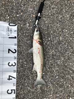 ボラの釣果