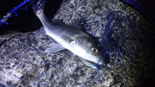 セイゴ（タイリクスズキ）の釣果