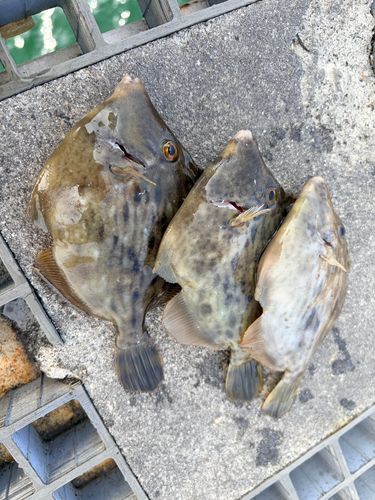 カワハギの釣果