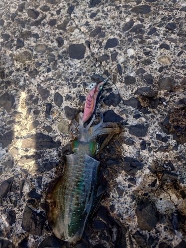 アオリイカの釣果