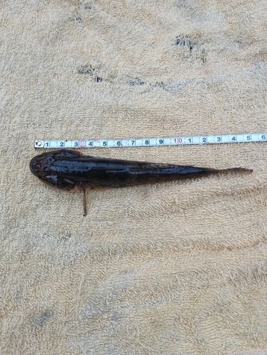 ハゼの釣果