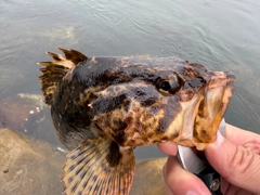 タケノコメバルの釣果