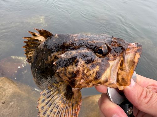 タケノコメバルの釣果