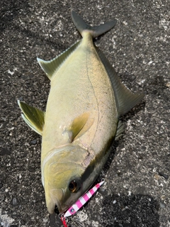 ショゴの釣果