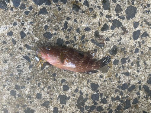 キジハタの釣果