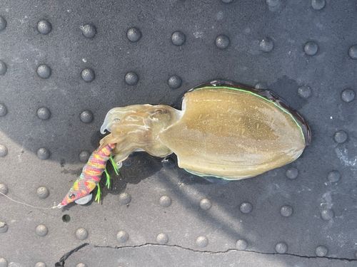コウイカの釣果