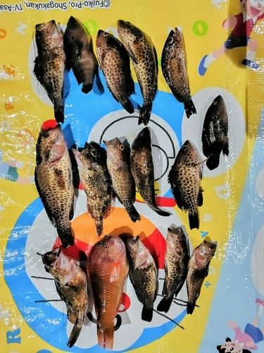 オオモンハタの釣果
