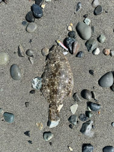 ソゲの釣果