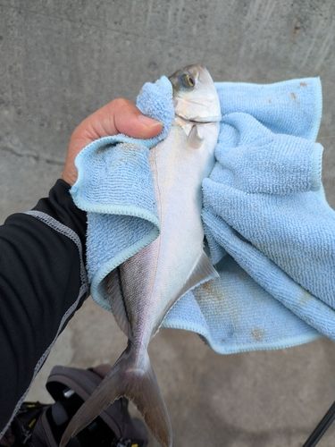 ショゴの釣果
