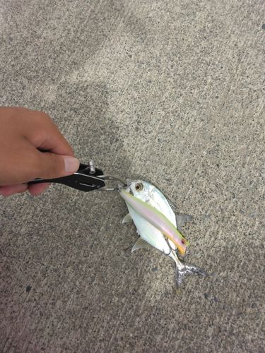 メッキの釣果