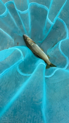 アユの釣果