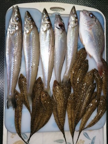シロギスの釣果