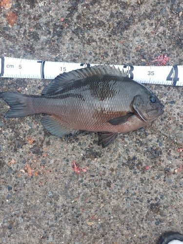 メジナの釣果