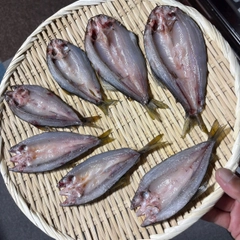 アユの釣果