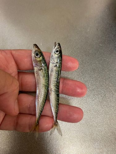 サバの釣果