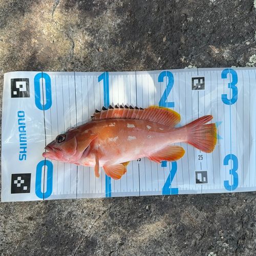 アカハタの釣果