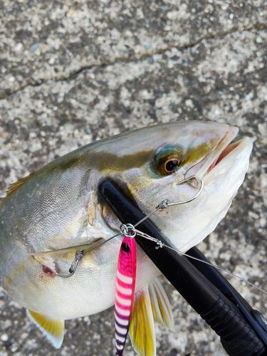 ネイリの釣果