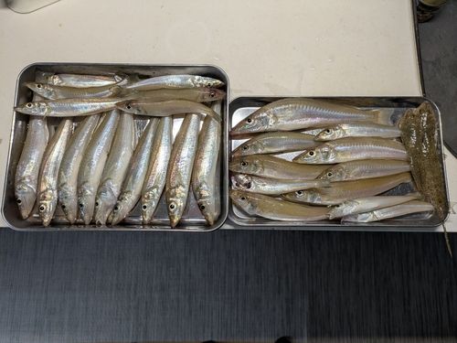 キスの釣果
