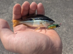 ヨコスジフエダイの釣果