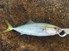 イナダの釣果