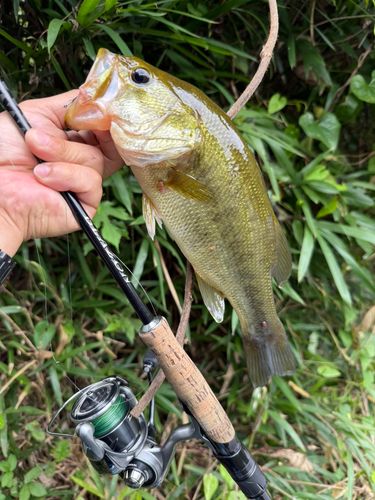 ラージマウスバスの釣果