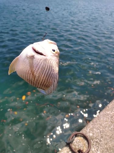 ヘダイの釣果