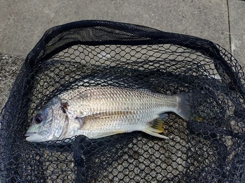 キビレの釣果