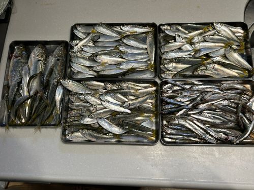 カタクチイワシの釣果