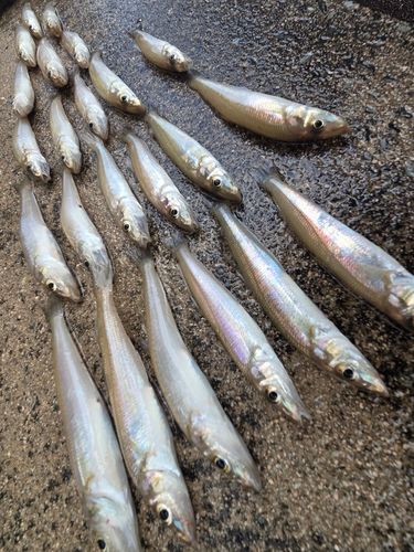シロギスの釣果