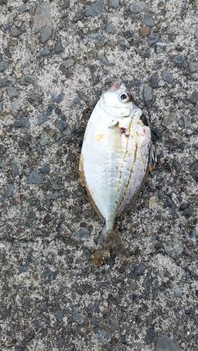 ヒイラギの釣果