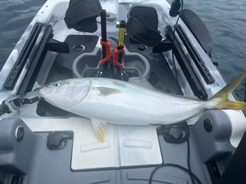 ワラサの釣果