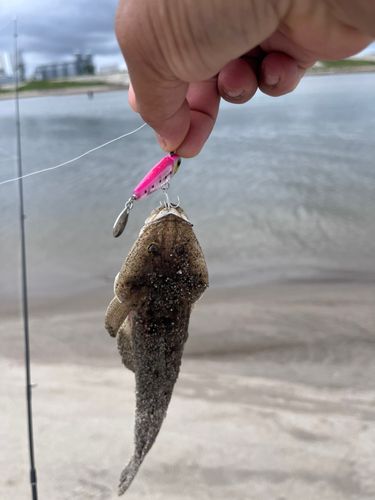 マゴチの釣果