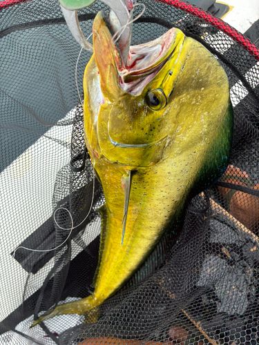 シイラの釣果