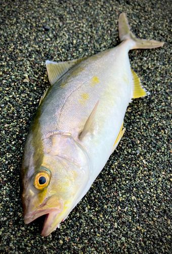ショゴの釣果