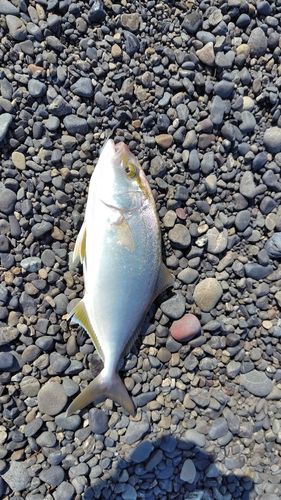 ショゴの釣果
