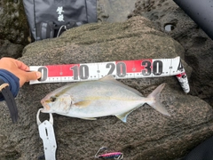 ショゴの釣果