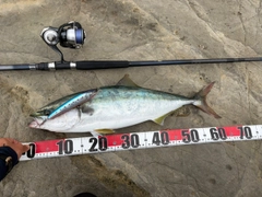 ヤズの釣果