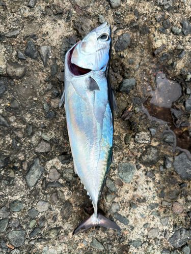 ヒラソウダの釣果